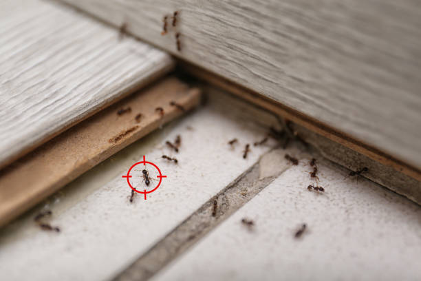Best Wildlife Control Services  in Trezevant, TN