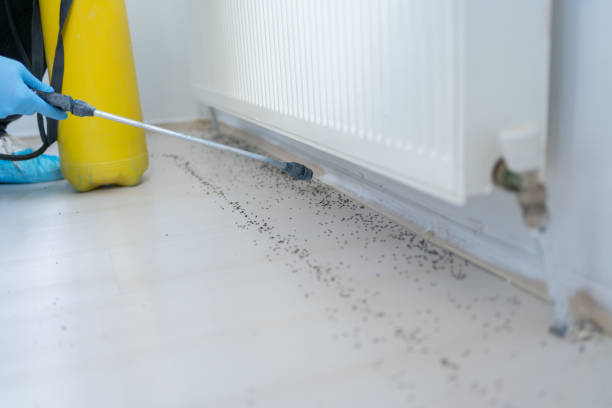 Best Insect Control  in Trezevant, TN